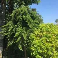 طراحی و اجرای فضای سبز،باغشهر،روفگاردن،تراس گاردن|مصالح و تجهیزات ساختمان|شیراز, نیایش|دیوار