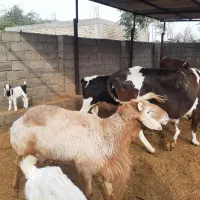 قوچ چینی شیرازی دوساله