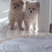 سگ پامرنین نژاد اصلی(مینیاتوری)