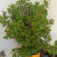 فروش گل