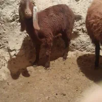 بز پاکستانی