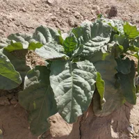 زمین کشاورزی 25 جریب دارای 8 ساعت آب فروش فوری|فروش زمین و ملک کلنگی|گلپایگان, |دیوار