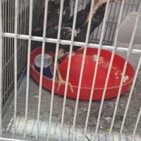 تخم مرغ نطفه دار