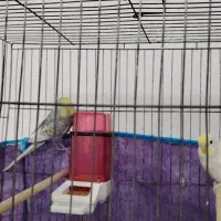 مرغ عشق جوان|پرنده|شادگان, |دیوار