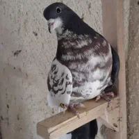 چپ خال نر|پرنده|شیراز, کرونی(خاتونک)|دیوار