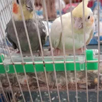 عروس هلندی مولد|پرنده|شیروان (خراسان), |دیوار