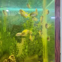 آکواریوم|ماهی|کرج, کوی امامیه|دیوار