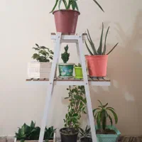 استند گل|گل و گیاه طبیعی|ایلام, |دیوار