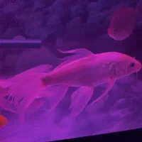 ماهی کوی سوپرباله وارداتی خاص|ماهی|بجنورد, |دیوار