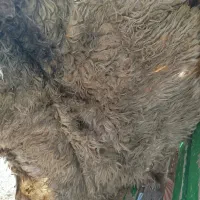 فروش پوست گوسفند