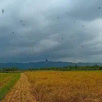 زمین کشاورزی بیجار