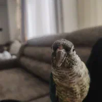 گمشده|حیوانات|مشهد, ایثار|دیوار