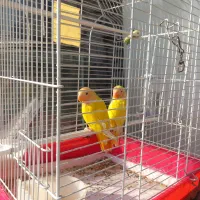 طوطی برزیلی