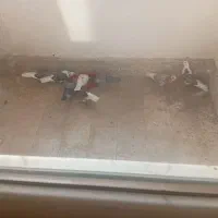 8 عدد کبوتر جوجه بوم ندیده