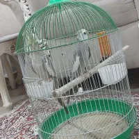 معاوضه با حیوانات مزرعه|پرنده|رشت, حومه رشت|دیوار