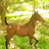 مادیون ترکی|اسب و تجهیزات اسب‌سواری|اقلید, |دیوار