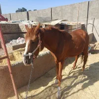 فروش|اسب و تجهیزات اسب‌سواری|خاوران, |دیوار