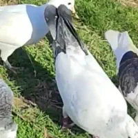 کبوتر گم شده