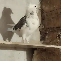 حراج|حیوانات|کرج, اخترآباد|دیوار