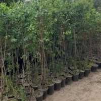 انواع نهال گلدونی و ریشه ای