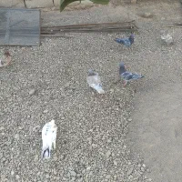 تعدادی کبوتر بفروش میرسد|پرنده|هامون, |دیوار