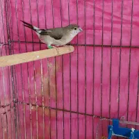 فنچ پاکستانی