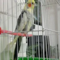 عروس هلندی