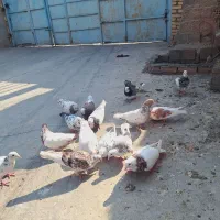 کبوتر