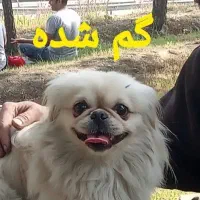 سگ گمشده
