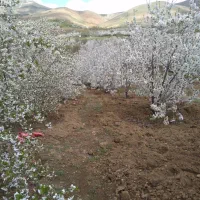 فروش باغ واقع در روستای سردهلق|فروش زمین و ملک کلنگی|صحنه, |دیوار