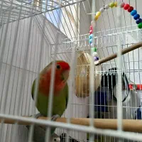 طوطی برزیلی|پرنده|محمدشهر, ولدآباد|دیوار