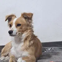 سگ اشپیتز روباهی