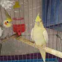 عروس هلندی موولد