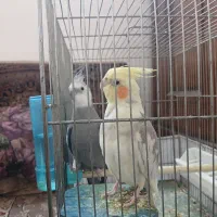 عروس مولد|پرنده|قم, ولیعصر|دیوار