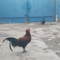 خروس بومی چهل تاج