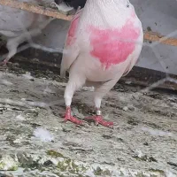 کفتر غریبگیری