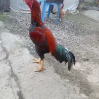 خروس لاری سرخ ۱۸ ماهه