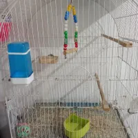 دوعددقفس طوطی برزیلی