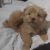 توله سگ پا کوتاه|سگ|زنجان, |دیوار