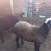 بره نر چاق پرواری|حیوانات مزرعه|خان ببین, |دیوار