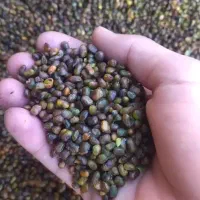 پسته کوهی (بنه) کلخنگ