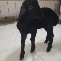 بره دو ماهه نر
