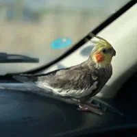 عروس هلندی گم شده گمشده