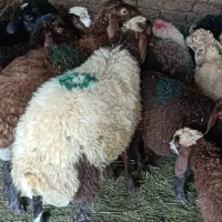 گوسفند زنده در نعمت اباد سیدی