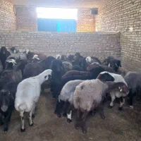 افشاری آبستن و میش و بره|حیوانات مزرعه|یزد, |دیوار