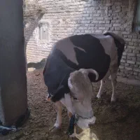 گاو|حیوانات مزرعه|زابل, |دیوار