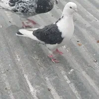 سرور دورگ و ...|پرنده|فولادشهر, سایت صنعتی کاوه|دیوار