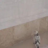 کبوتر