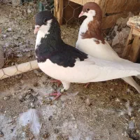 کبوتر|پرنده|ابرکوه, |دیوار
