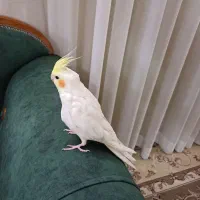 عروس هلندی نر